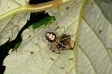 Theridion_varians_D5199_Z_89_Les Gris_Frankrijk